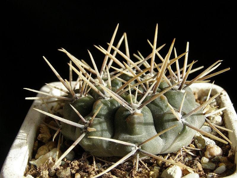 Файл:Gymnocalycium gibbosum ssp. gibbosum P95.jpg