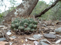 Gymnocalycium schickendantzii ssp. delaetii.JPG
