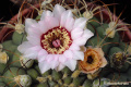 Gymnocalycium zegarrae 5.jpg