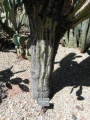 Pachycereus pringlei