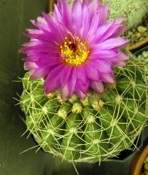 Файл:Parodia crassigibba 7.JPG