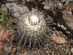 Parodia neohorstii 2.JPG