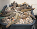 Pterocactus gonjianii