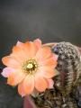 Rebutia pygmaea 4.jpg