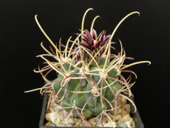 Sclerocactus uncinatus ssp. uncinatus MH 80.jpg