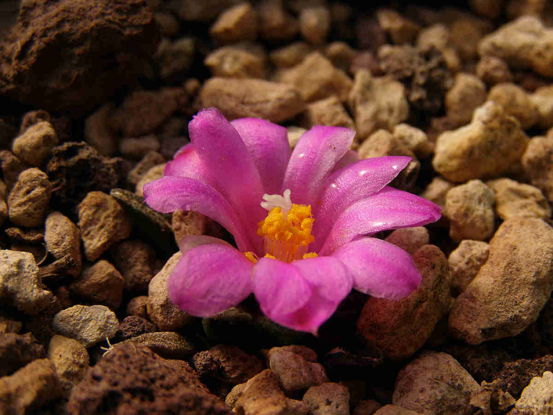 Файл:Ariocarpus kotschoubeyanus 4.jpg