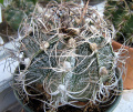 Astrophytum capricorne