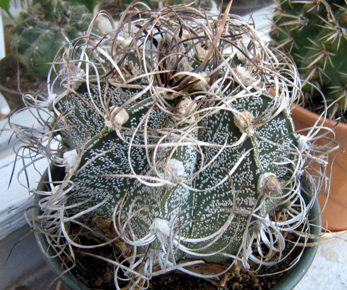 Файл:Astrophytum capricorne 1.jpg
