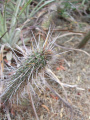Cleistocactus santacruzensis 64.JPG