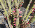 Cleistocactus smaragdiflorus 3.jpg