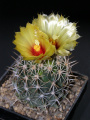 Coryphantha sulcata 2.JPG
