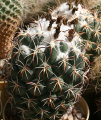 Coryphantha tripugionacantha