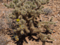 Cylindropuntia chuckwallensis 2h.jpg