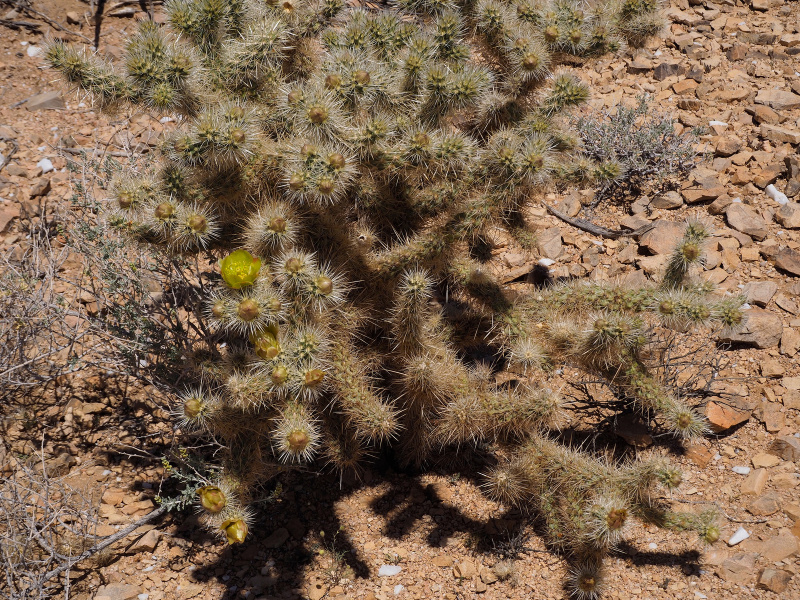 Файл:Cylindropuntia chuckwallensis 2h.jpg