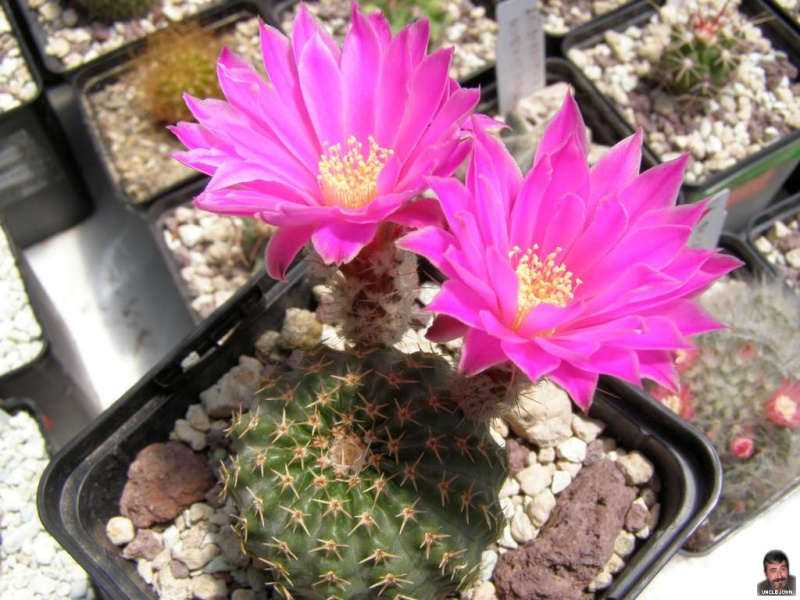 Файл:Echinocereus pulchellus ssp. pulchellus 2.jpg