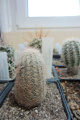 Echinocereus reichenbachii ssp. baileyi DJF 1308