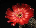 Echinopsis saltensis ssp. saltensis R 168