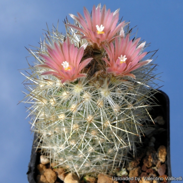 Файл:Escobaria organensis 6503.jpg