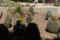 Ferocactus wislizeni 20.JPG