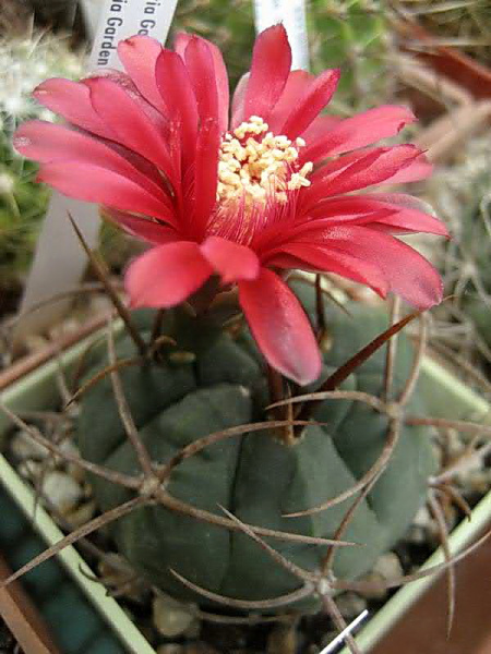 Файл:Gymnocalycium oenanthemum 1.jpg
