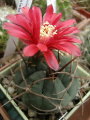 Gymnocalycium oenanthemum