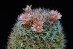 Mammillaria rettigiana 125.jpg