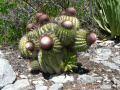 Melocactus intortus 12.jpg