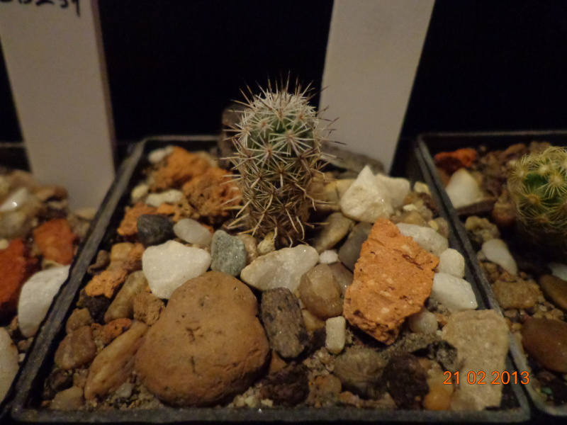 Файл:Neolloydia matehualensis 1.jpg