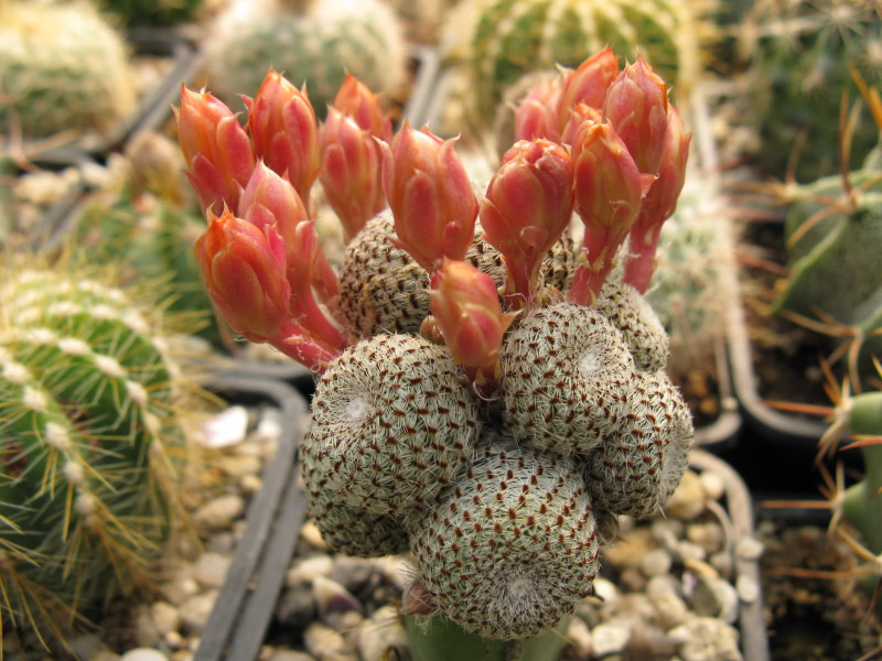 Файл:Rebutia heliosa 2.jpg