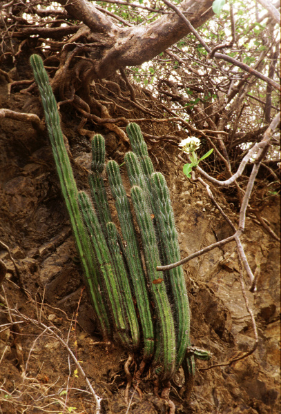 Файл:Stenocereus aragonii 2.jpg