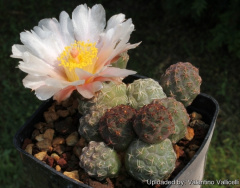 Tephrocactus bonnieae 5087.jpg