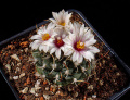 Turbinicarpus bonatsi Mz 587