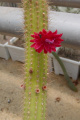 Cleistocactus samaipatanus 1.jpg