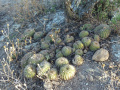 Echinopsis mamillosa 3.JPG