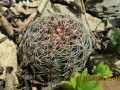 Gymnocalycium bruchii 25.JPG
