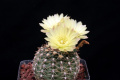 Gymnocalycium reductum ssp. leeanum v. netrelianum