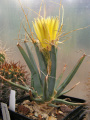 Leuchtenbergia principis 2.jpg