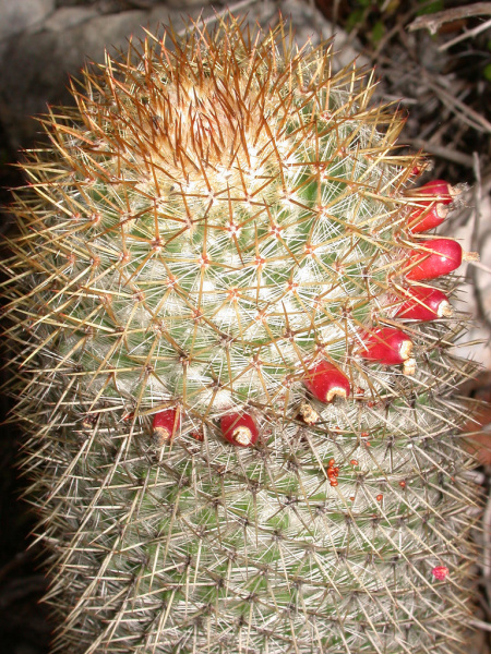 Файл:Mammillaria columbiana 1h.jpg