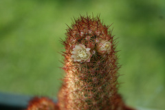 Mammillaria elongata elongata b.jpg