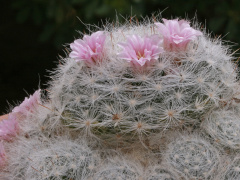 Mammillaria glassii 01.jpg