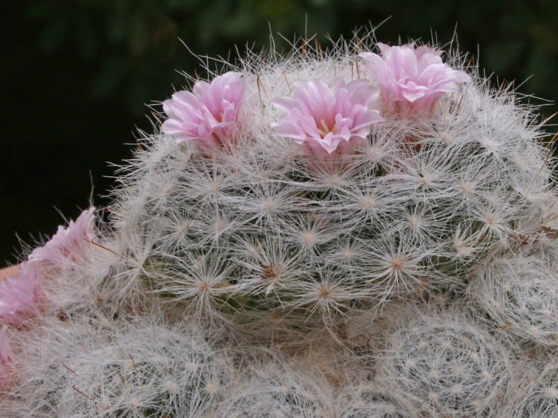 Файл:Mammillaria glassii 01.jpg