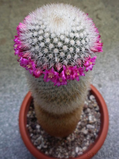 Mammillaria spinosissima ssp. pilcayensis 1.jpg