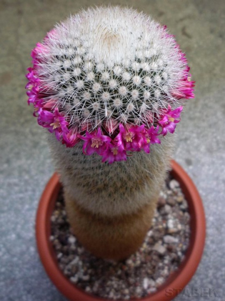 Файл:Mammillaria spinosissima ssp. pilcayensis 1.jpg