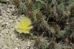 Opuntia fragilis 1.jpg
