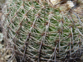 Parodia nothorauschii 2.JPG