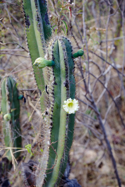 Файл:Pilosocereus splendidus 1.jpg
