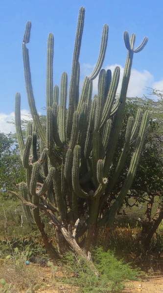 Файл:Stenocereus griseus 02.jpg