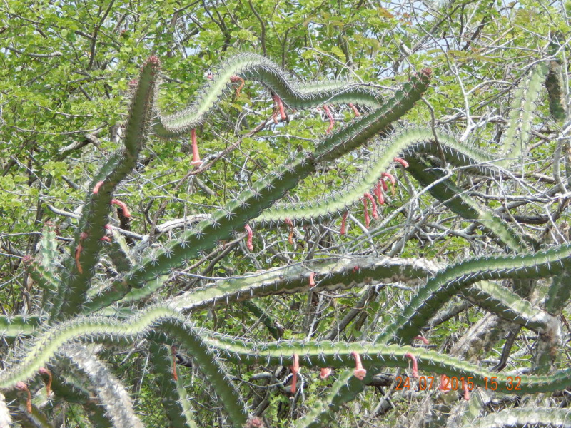 Файл:Stenocereus kerberi.jpeg