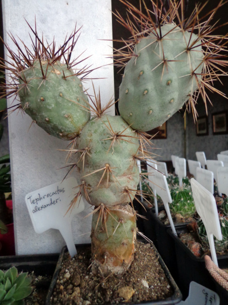 Файл:Tephrocactus alexanderi 1.jpg