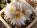 Turbinicarpus schmiedickeanus ssp. macrochele 1.jpg